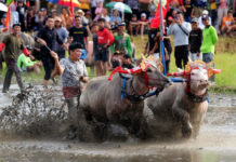 Puluhan Pasang Kerbau Pertahankan Tradisi Makepung Lampit
