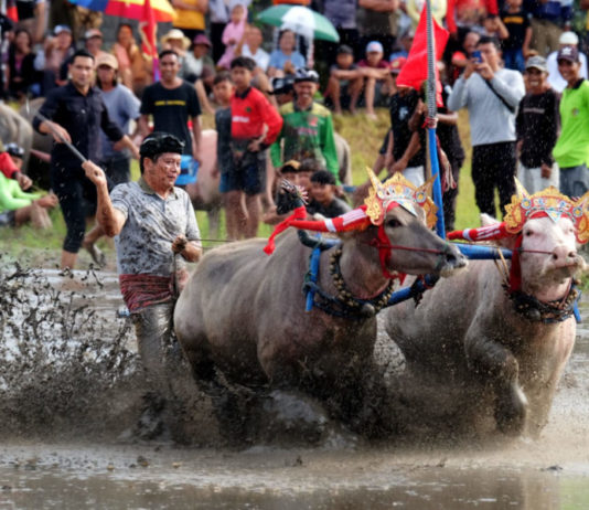 Puluhan Pasang Kerbau Pertahankan Tradisi Makepung Lampit