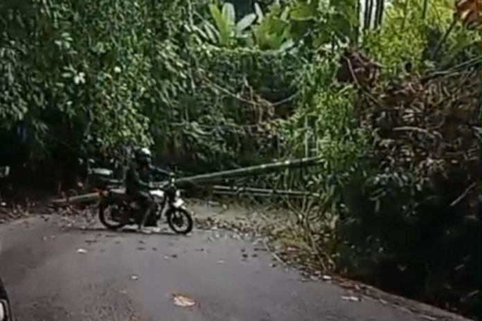Tiang Listrik Roboh, Tutup Total Akses Jalan Tegallalang–Keliki 1