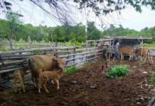 Tidak Baik untuk Mulai Memelihara Ternak, Berikut Ala Ayuning Dewasa 8 November 2025