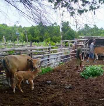 Tidak Baik untuk Mulai Memelihara Ternak, Berikut Ala Ayuning Dewasa 8 November 2025