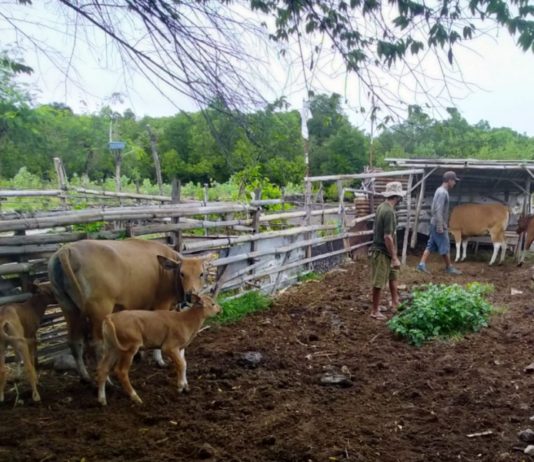 Tidak Baik untuk Mulai Memelihara Ternak, Berikut Ala Ayuning Dewasa 8 November 2025