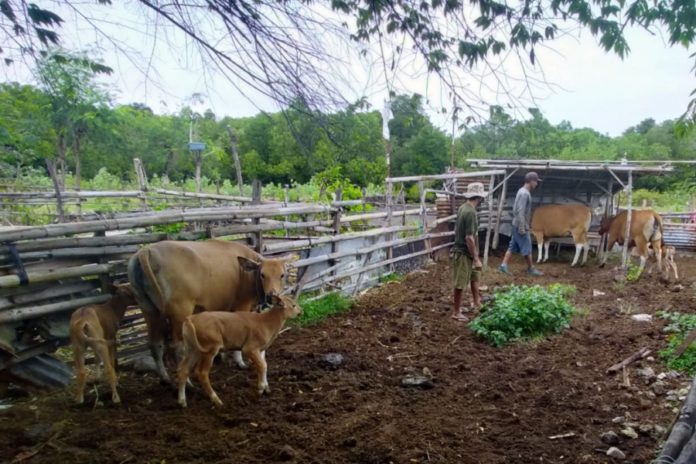 Tidak Baik Untuk Mulai Memelihara Ternak, Berikut Ala Ayuning Dewasa 8 November 2025 1