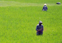 Turunnya Harga Pupuk Disinyalir Pengaruhi Harga Beras, Ini Kata Kadistan