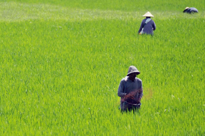 Turunnya Harga Pupuk Disinyalir Pengaruhi Harga Beras, Ini Kata Kadistan 1