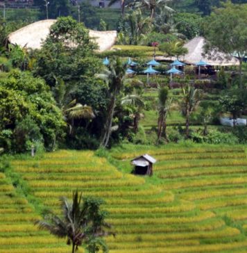 5 Berita Koran Bali Post Terbit Hari Ini, Rabu 3 Desember 2025