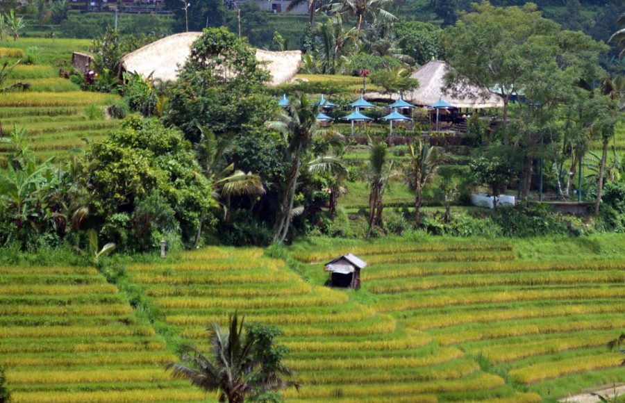 Pastikan Predikat WBD Unesco Tak Dicabut, Pengawasan Jatiluwih Mesti Diperketat