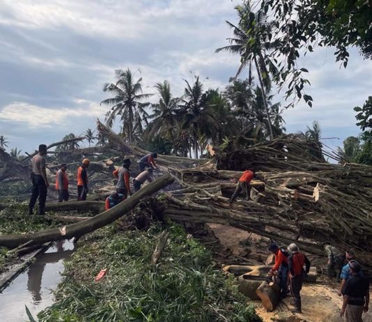 Akses Jalan Getakan–Gunung Rata Tertutup Pohon Tumbang, Lalin Terganggu