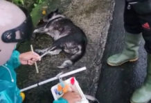 Belasan Warga Digigit Anjing Diduga Rabies