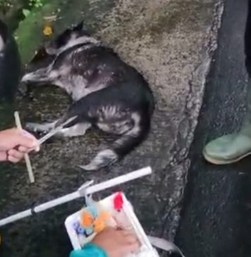 Belasan Warga Digigit Anjing Diduga Rabies