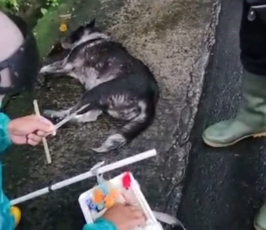 Belasan Warga Digigit Anjing Diduga Rabies