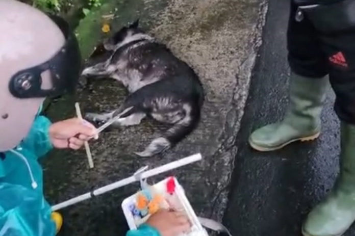 Belasan Warga Digigit Anjing Diduga Rabies 1