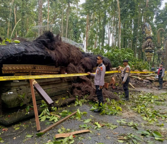 Bencana Pohon Tumbang Renggut Korban Jiwa di Sangeh, Ini Penjelasan Polisi