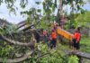 Cuaca Ekstrem, Pohon Sandat Timpa “Sanggah” Warga Serongga Tengah