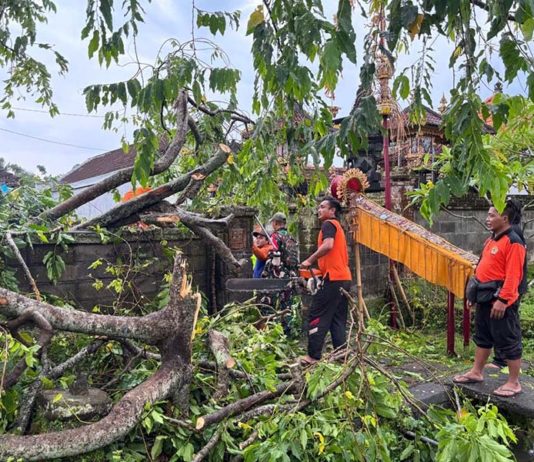 Cuaca Ekstrem, Pohon Sandat Timpa “Sanggah” Warga Serongga Tengah