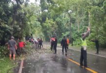 Dahan Pohon Patah di Hutan Cekik, Arus Lalin Denpasar-Gilimanuk Sempat Tersendat
