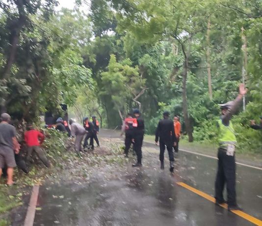 Dahan Pohon Patah di Hutan Cekik, Arus Lalin Denpasar-Gilimanuk Sempat Tersendat