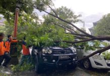 Dampak Hujan Lebat dan Angin Kencang, Dua Mobil Tertimpa Pohon di Puspem Badung