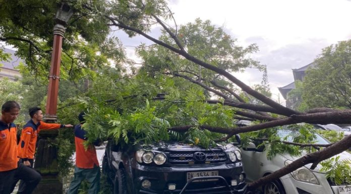 Hujan Lebat dan Angin Kencang Melanda, Dua Mobil Tertimpa Pohon di Puspem Badung