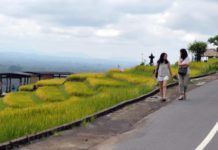 Dituding Tak Terbuka Soal Bagi Hasil di DTW Jatiluwih, Pemkab Tabanan Paparkan Skema ‘Pahpahan’