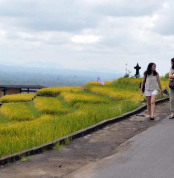 Dituding Tak Terbuka Soal Bagi Hasil di DTW Jatiluwih, Pemkab Tabanan Paparkan Skema ‘Pahpahan’