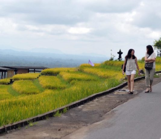 Dituding Tak Terbuka Soal Bagi Hasil di DTW Jatiluwih, Pemkab Tabanan Paparkan Skema ‘Pahpahan’