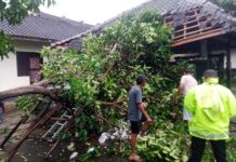 Dua Pohon Tumbang di Jembrana Akibat Hujan Deras, Motor dan Atap Alami Kerusakan