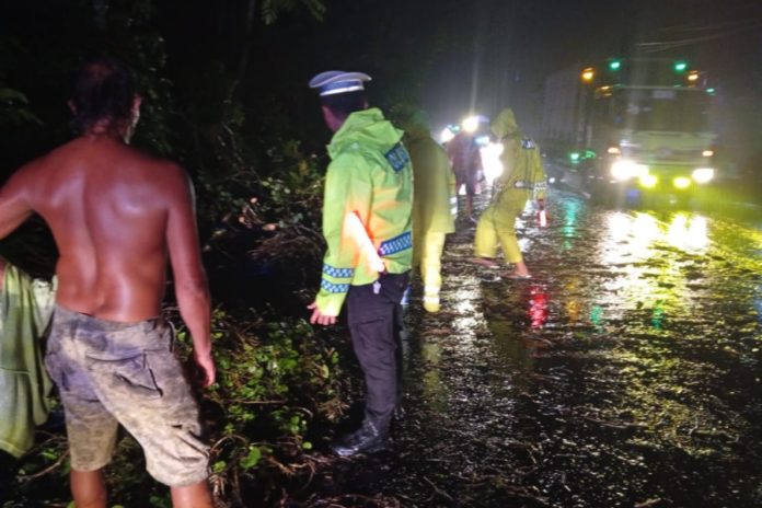 Hujan Disertai Angin Kencang, Pohon Tumbang Tutup Jalur Denpasar–Gilimanuk 1