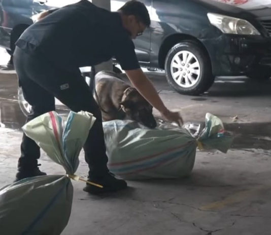 Jelang Tahun Baru, BNNP Bali Pantau Jasa Ekspedisi