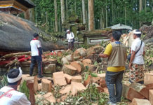Kerugian Bencana Pohon Tumbang di Sangeh Ditaksir Capai Rp2 Miliar