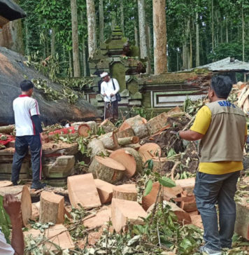 Kerugian Bencana Pohon Tumbang di Sangeh Ditaksir Capai Rp2 Miliar