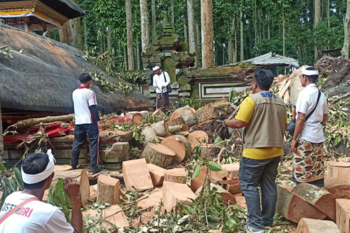 Kerugian Bencana Pohon Tumbang Di Sangeh Ditaksir Capai Rp2 Miliar 1