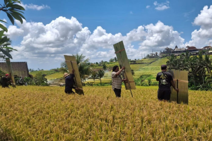 Mantan Manajer DTW Jatiluwih: Jika Pariwisata Dilarang, Tutup Semua Sekalian 1