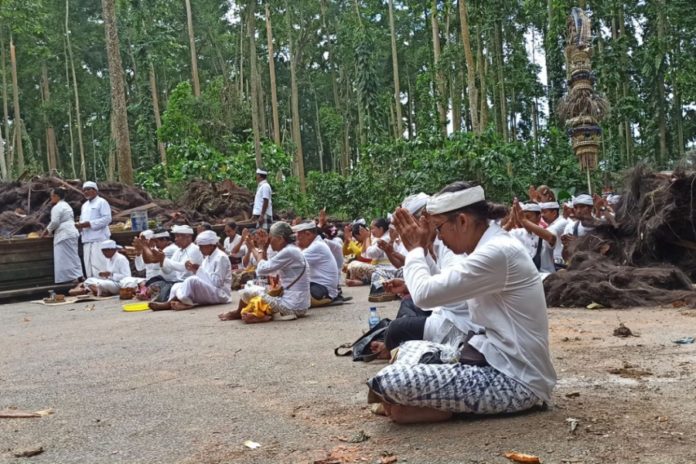 Pascabencana Pohon Tumbang, Desa Adat Sangeh Gelar 'Macaru Kadurmangalan' 1