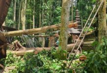 Pengelola Alas Pala Sangeh Siapkan Mitigasi, Antisipasi Bahaya Pohon Tumbang