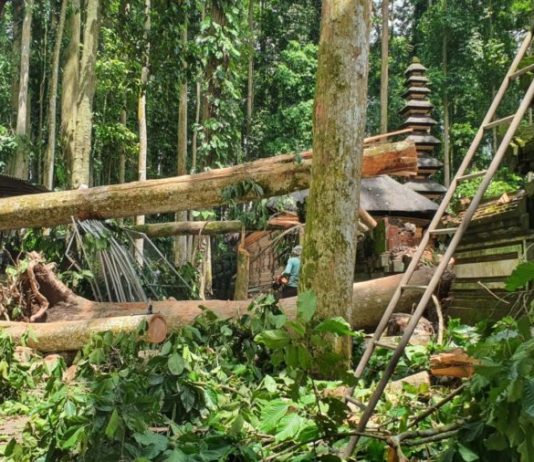 Pengelola Alas Pala Sangeh Siapkan Mitigasi, Antisipasi Bahaya Pohon Tumbang