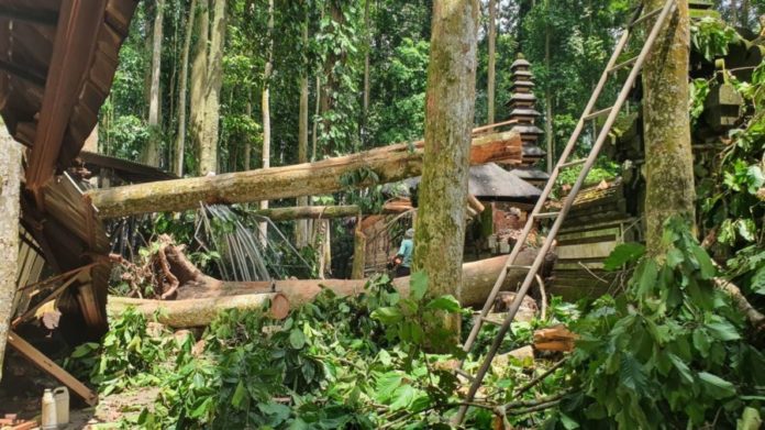 Pengelola Alas Pala Sangeh Siapkan Mitigasi, Antisipasi Bahaya Pohon Tumbang 1