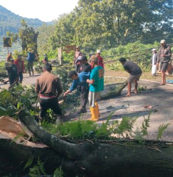 Pohon Timpa Pura Bukit Arca di Wanagiri, Lalin Jalur Singaraja–Denpasar Tersendat