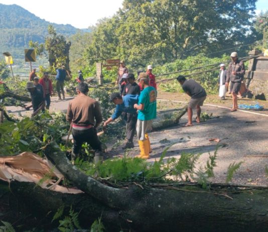 Pohon Timpa Pura Bukit Arca di Wanagiri, Lalin Jalur Singaraja–Denpasar Tersendat