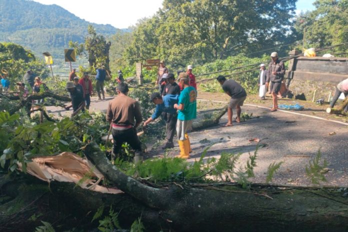Pohon Timpa Pura Bukit Arca Di Wanagiri, Arus Lalin Jalur Singaraja–Denpasar Tersendat 1