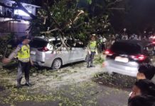 Pohon Trembesi Timpa Dua Mobil, Lalin Keluar Bandara Ngurah Rai Terhambat