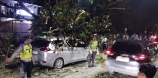 Pohon Trembesi Timpa Dua Mobil, Lalin Keluar Bandara Ngurah Rai Terhambat
