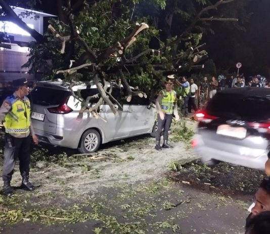 Pohon Trembesi Timpa Dua Mobil, Lalin Keluar Bandara Ngurah Rai Terhambat