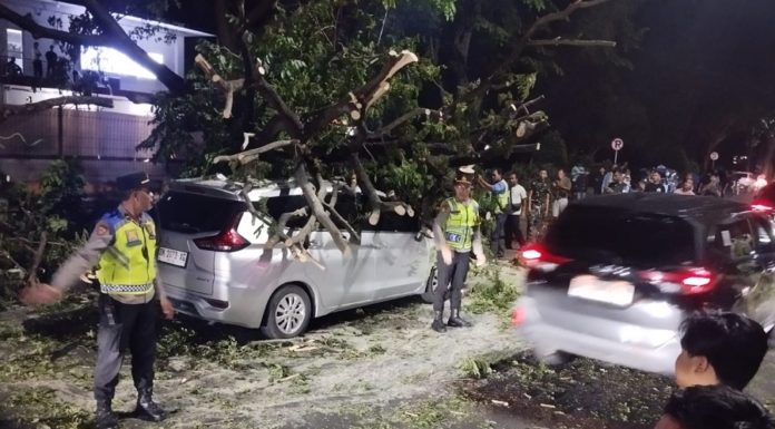 Pohon Trembesi Timpa Dua Mobil, Lalin Keluar Bandara Ngurah Rai Terhambat
