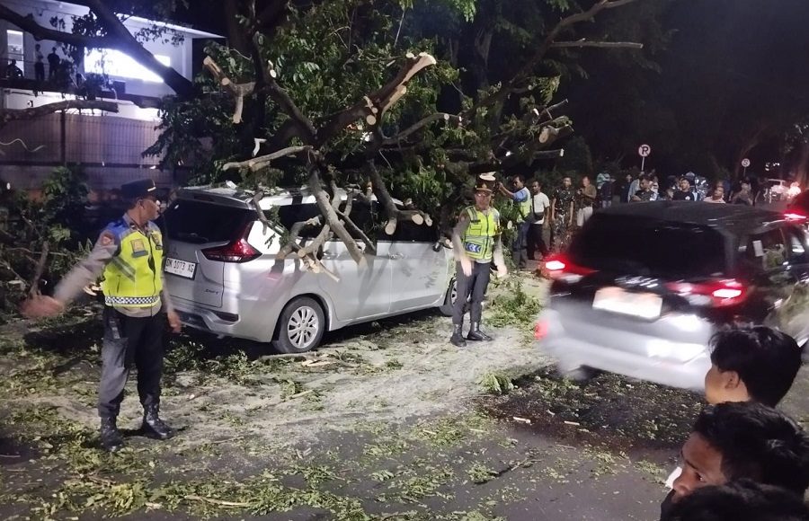 Pohon Trembesi Timpa Dua Mobil, Lalin Keluar Bandara Ngurah Rai Terhambat