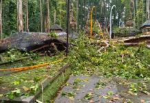 Pohon Tumbang di DTW Alas Pala Sangeh Tewaskan Pemandu Wisata