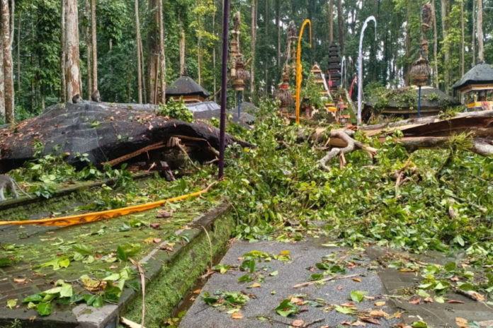Pohon Tumbang Di DTW Alas Pala Sangeh Tewaskan Pemandu Wisata 1