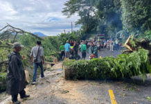 Pohon Tumbang di Jalur Denpasar-Singaraja, Lalin Lumpuh 1,5 Jam