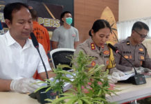 Pria Loloan Timur Diciduk Usai Pesan 52 Biji Ganja dari Luar Negeri