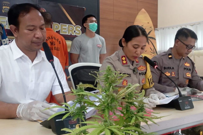 Pria Loloan Timur Diciduk Usai Pesan 52 Biji Ganja Dari Luar Negeri 1